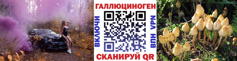 где найти   Шатура  Псилоцибиновые грибы Cubensis 
